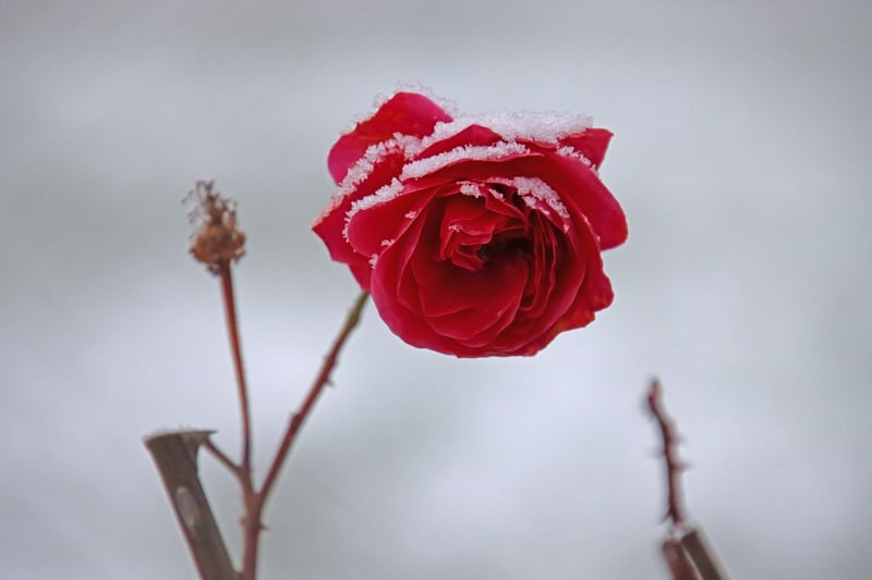 Flower garden