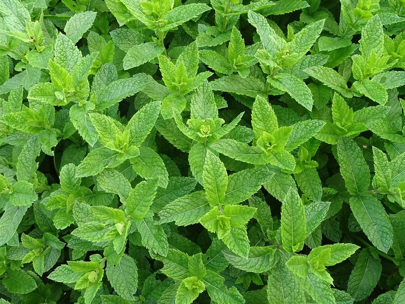 Kitchen Herb Garden